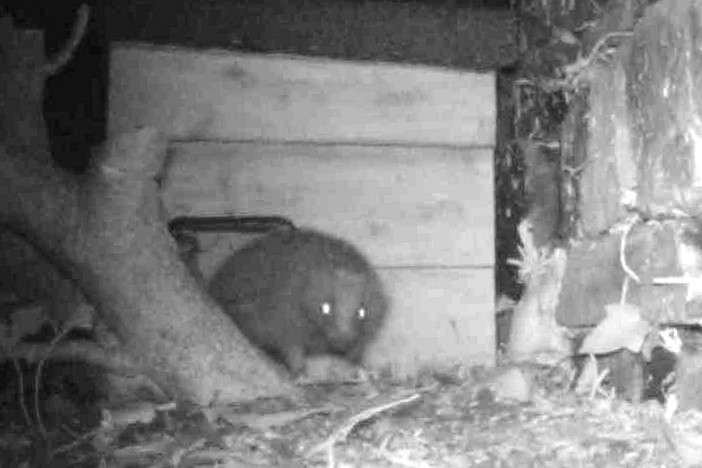 Hedgehog